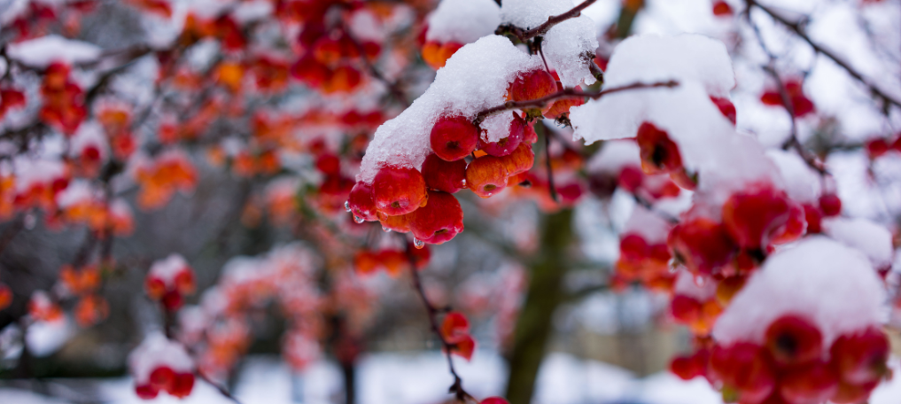 December snow covered berries