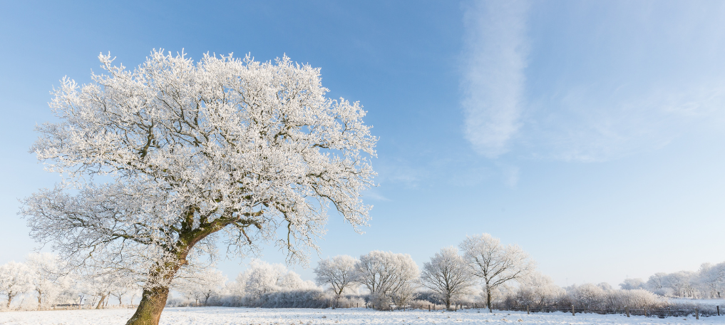 December frosted trees