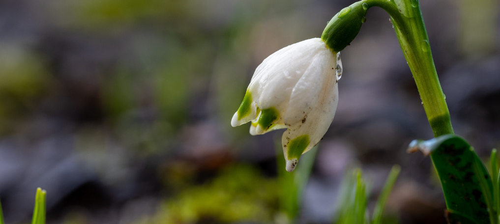 March flower