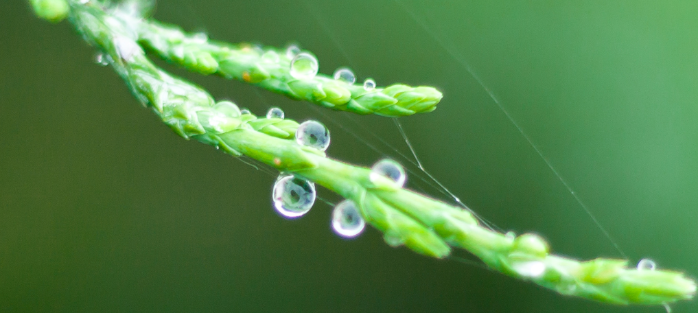 May dew on new leaves