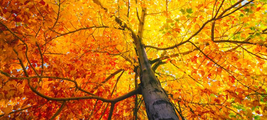 September orange leaves