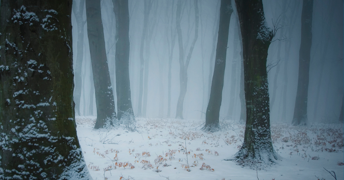 Snowy forest