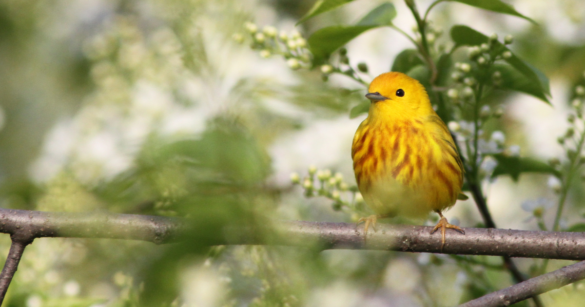 Spring Bird in Tree